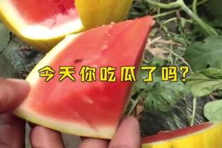 娱乐吃瓜名字,揭秘“吃瓜群众”背后的故事